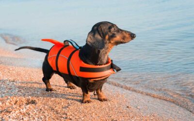 Pet Safety: How to Keep Your Furry Friends Safe and Comfortable During the Summer